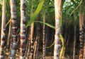 Sugarcane plants growing Royalty Free Stock Photo