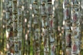 Sugarcane plants growing Royalty Free Stock Photo