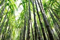 Sugarcane plants growing