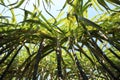 Sugarcane plants in growth at field Royalty Free Stock Photo