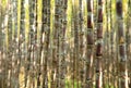 Sugarcane plants in growth at field Royalty Free Stock Photo