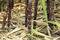 Sugarcane plants in growth at field Royalty Free Stock Photo