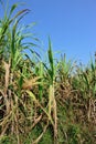 Sugarcane plants in growth at field Royalty Free Stock Photo