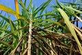 Sugarcane plants in growth at field Royalty Free Stock Photo
