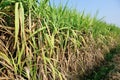 Sugarcane plants in growth at field Royalty Free Stock Photo