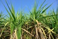 Sugarcane plants in growth at field Royalty Free Stock Photo