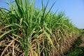 Sugarcane plants in growth at field Royalty Free Stock Photo