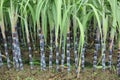 Sugarcane plants in growth at field Royalty Free Stock Photo
