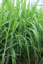 Sugarcane plants in growth at field Royalty Free Stock Photo