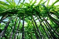 Sugarcane plants Royalty Free Stock Photo