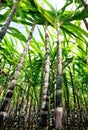 Sugarcane plants Royalty Free Stock Photo