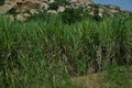 Sugarcane, Sugar cane Saccharum officinarum. Saccharum barberi, Saccharum sinensis