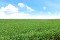 Sugar cane, sugarcane field landscape, sugarcane plantation for background, sugarcane tree and blue sky clear Royalty Free Stock Photo