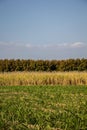 Sugarcane, sugarcane, green, sky, blue ocean, mountains, brown. Royalty Free Stock Photo