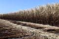 Sugar cane, sugarcane plantation, sugarcane field is burned for harvesting, Background picture of sugar cane farmers farm