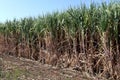 Sugar cane, Sugarcane plants grow in field, Plantation Sugar cane tree farm, Background of sugarcane field