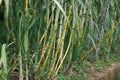 Sugarcane