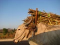 Sugarcane Transport Royalty Free Stock Photo