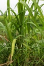 sugarcane tree at countryside. Sugarcane taste is sweet