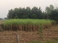 Sugarcane tree in the farm field at the front of Teak tree