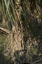 Sugarcane is vegetatively propagated for commercial cultivation. Royalty Free Stock Photo