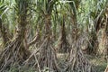 Sugarcane is vegetatively propagated for commercial cultivation. Royalty Free Stock Photo