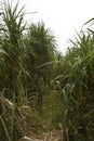 Sugarcane is vegetatively propagated for commercial cultivation. Royalty Free Stock Photo