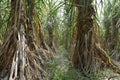 Sugarcane is vegetatively propagated for commercial cultivation. Royalty Free Stock Photo