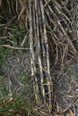 Sugarcane is vegetatively propagated for commercial cultivation. Royalty Free Stock Photo