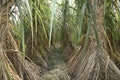 Sugarcane is vegetatively propagated for commercial cultivation. Royalty Free Stock Photo