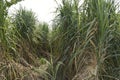 Sugarcane is vegetatively propagated for commercial cultivation. Royalty Free Stock Photo