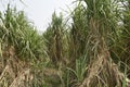 Sugarcane is vegetatively propagated for commercial cultivation. Royalty Free Stock Photo