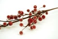 Sugared berry branch