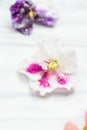 Sugared or Crystallized Violet Flowers Royalty Free Stock Photo