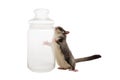 Sugarglider with bottle.