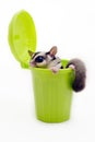 Sugarglider in green trash bin looking out.