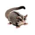 Sugarglider looking forward.