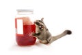 Sugarglider with red cherry in bottle.