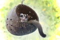 Sugarglider sits on hanging chair made of coconut balls