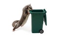 Sugarglider standing and look in to green garbage bin.