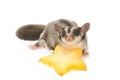 sugarglider with star fruit