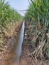 Suger ken in the farm.