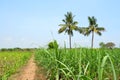 Sugercane Field wth coconut trees
