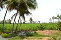 Sugercane  Field wth coconut trees Royalty Free Stock Photo