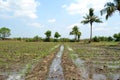 Sugercane Field wth path by path