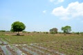 Sugercane Field wth path by path