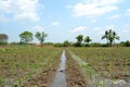 Sugercane Field wth path by path