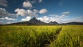 Mauritius - Sugarcane fields at Ile Maurice Royalty Free Stock Photo