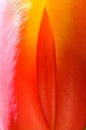 Suggestive Tulip bloom