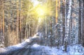 Suggestive view of forest in winter